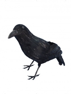 Black Crow